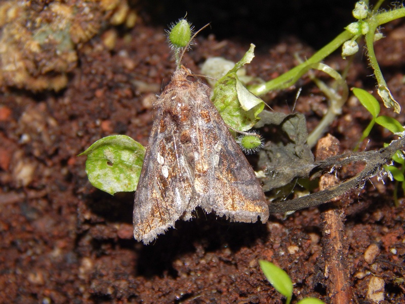 Chrysodeixis chalcites Noctuidae